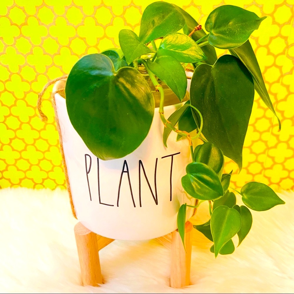 Rae Dunn PLANT Planter with Wooden Stand Mom Gift - Picture 2 of 8